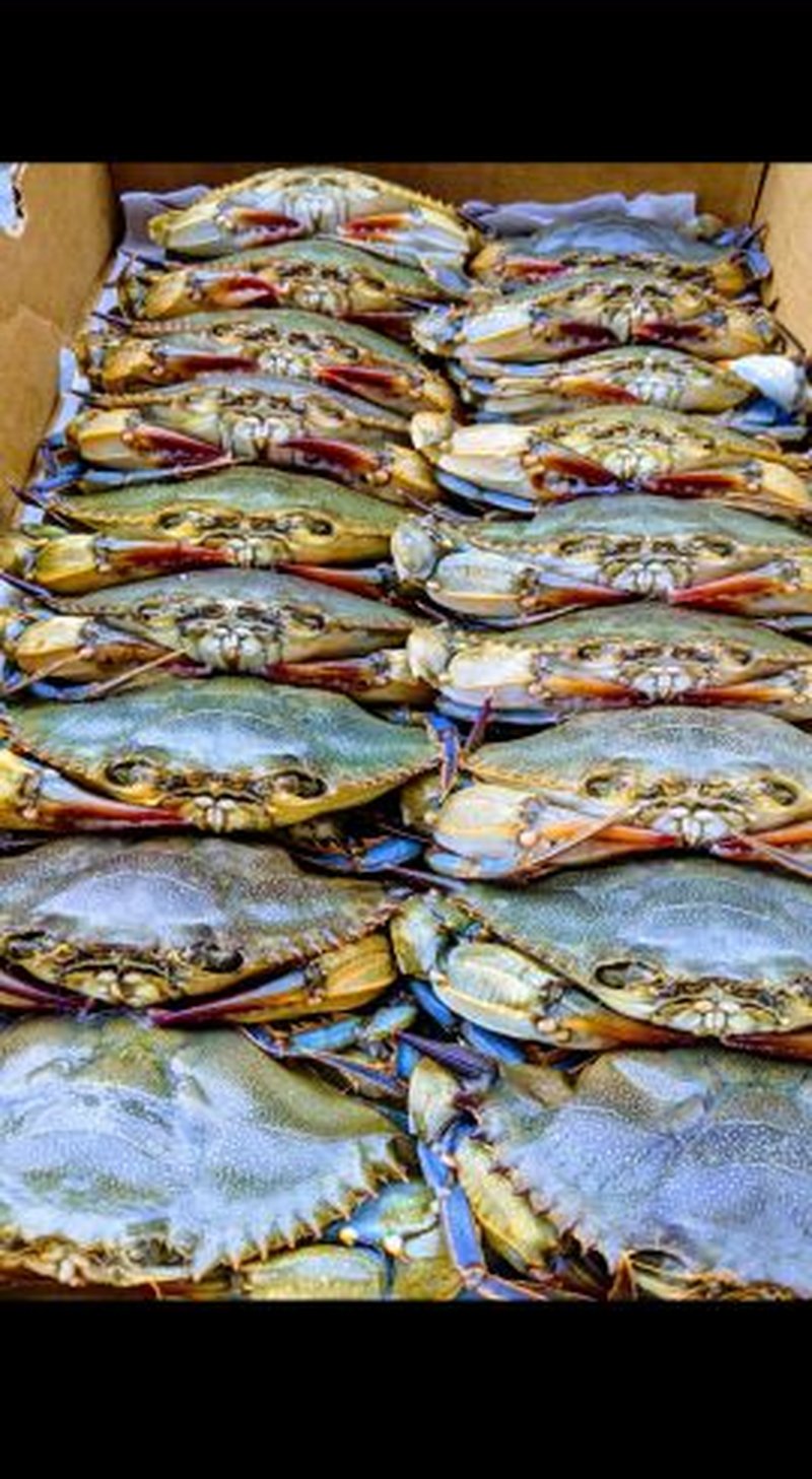 Fresh blue crabs